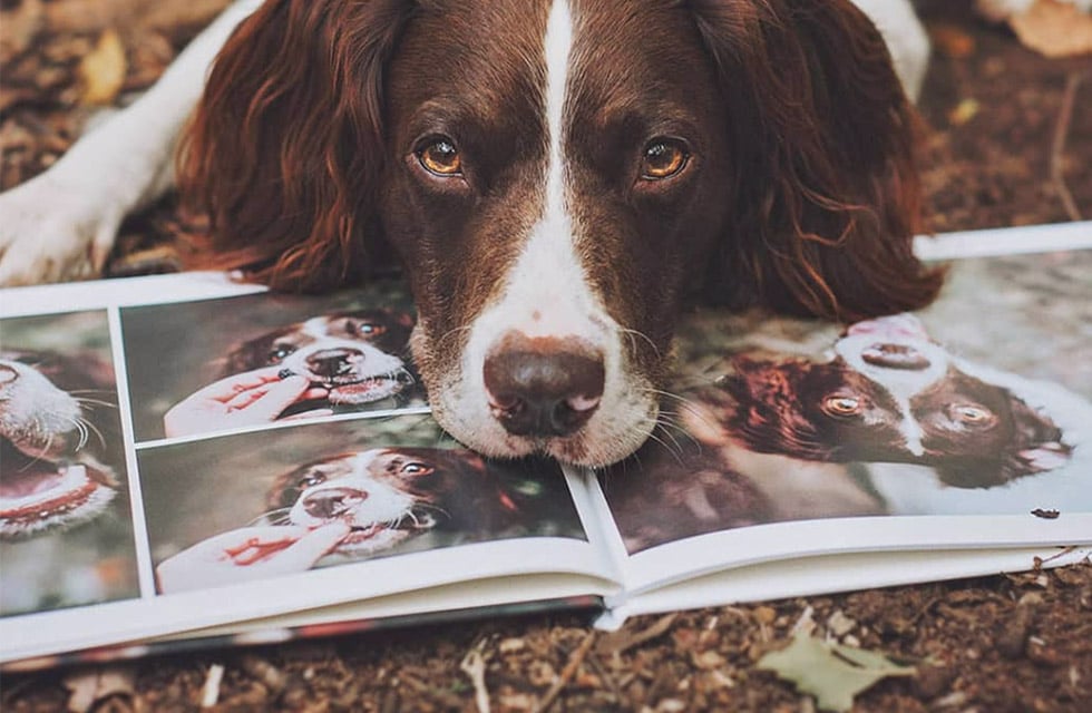 dog laying down on photo book